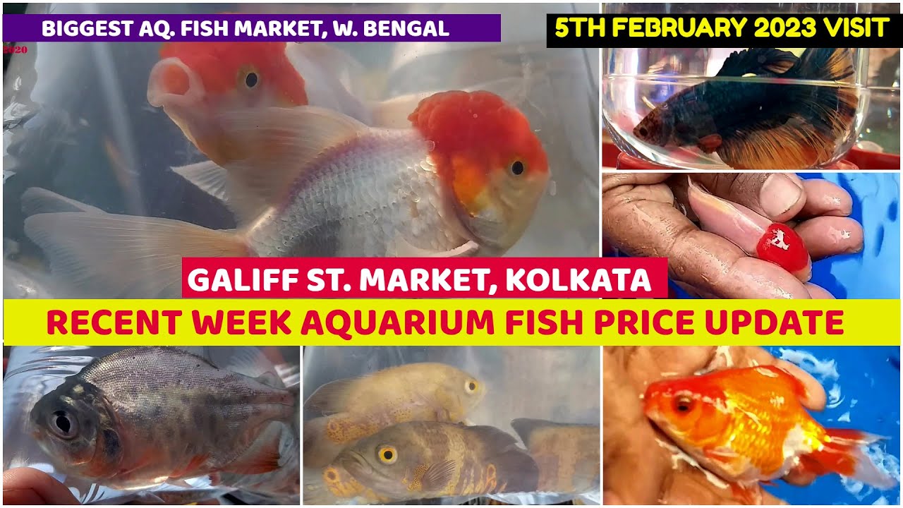 Aquarium Fish Recent Week Price Galiff Street Cheapest Aquarium Fish Market Kolkata 5th Feb