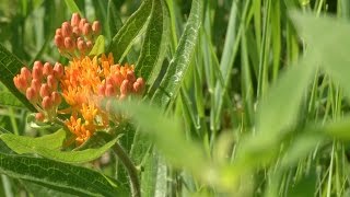 Bloomington Today: The BUZZ July 29 – July 5