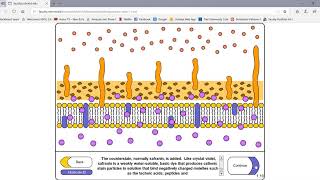 Gram Stain and Capsule Stain