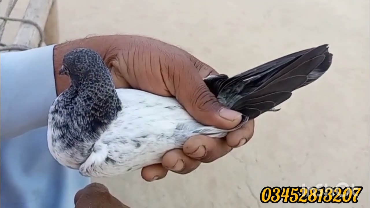 اج کی ویڈیو ضرور دیکھیں طوفان بریڈ کا شوق بھی کریں 