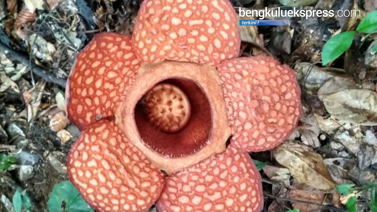 Contoh Gambar Bunga Rafflesia Arnoldi Gambar Ngetrend 