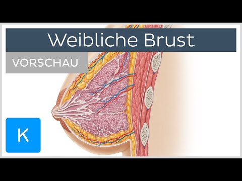 Video: Wie ist die Zusammensetzung der Brust?