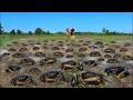 Traditional fishing Crabs! When low water after flooding A fisherman.