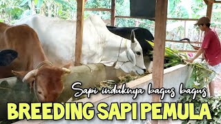 Beginner cattle farming starting with 1 head, 100% forage-fed