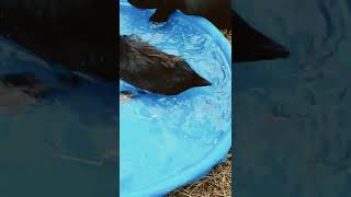 Hungry Cayuga Ducks Eat Minnows In The Pool