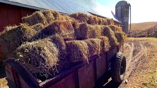 Moving Hay Bales and Feeding Cows!