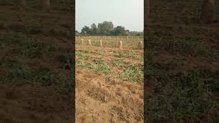 Kheti Badi ???trending viralvideo shortvideo subscribe comment youtubeshorts status farming