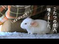 こたつから出てこないウサギとチンチラNo.170