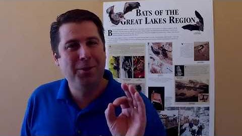 Bat Removal Process Explained