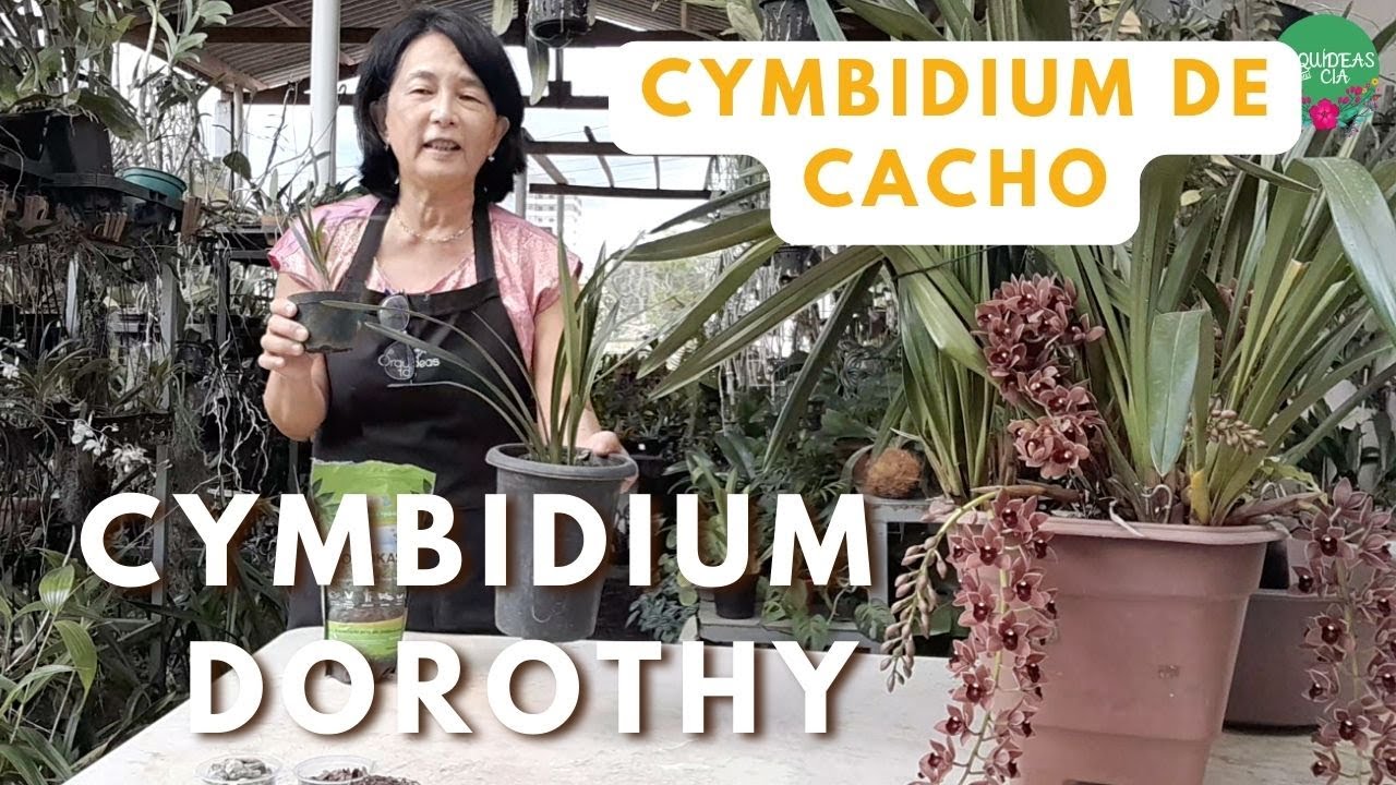 Orquídeas curiosas: Cymbidium pendente marrom Dorothy, o mais lindo de todos!