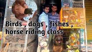 Darbhanga Ka Sabse Bada Pet Shop || Horse Riding Class se Lekar Hostel Tak Sab Kuch #dog #petshop