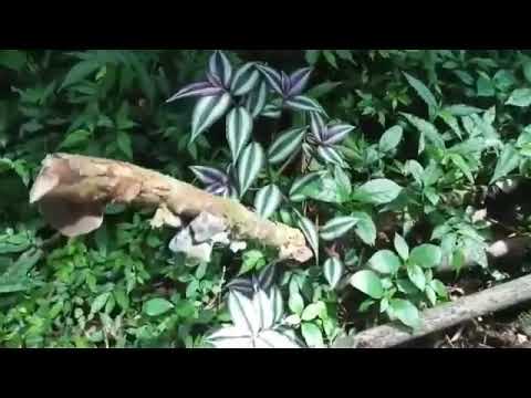 Video: Tunay Na Honeysuckle (24 Na Larawan): Paglalarawan Ng Karaniwang Honeysuckle (kagubatan). Lumalagong Ligaw Na Kagubatan Wolfberry Honeysuckle