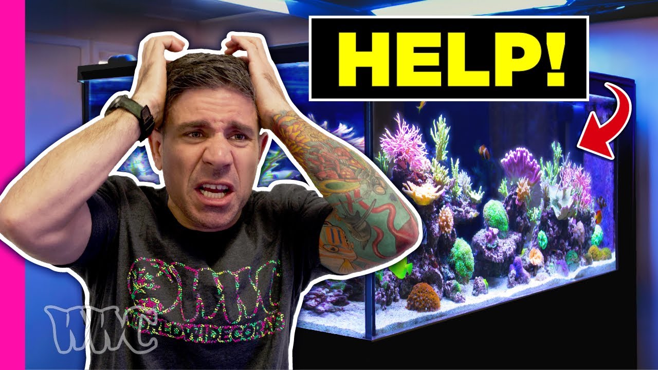 Troubleshooting This 450 Gallon Reef Tank - YouTube - Reef Tank Technical Troubleshooting For Beginners