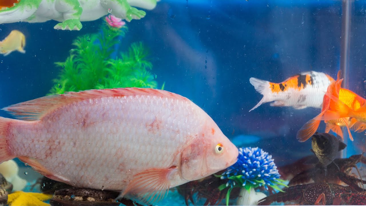 Goldfish, abalone, crucian carp, crayfish, loach, red tilapia, mermaid