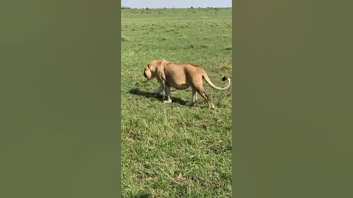 Lioness