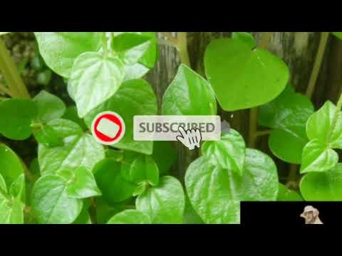 subahanallah!!-obat-asam-urat-alami-yang-tak-perlu-biaya-mahal-manfaat-daun-suruhan