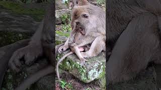 Too Fast For Ly Ly To Stop For A Milk And Rainbow Was Beautiful And Leo Handsome Shor S