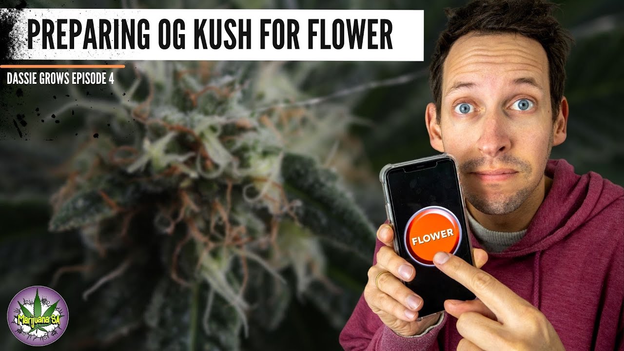 Preparing OG Kush for Flower - Dassiegrows Ep4