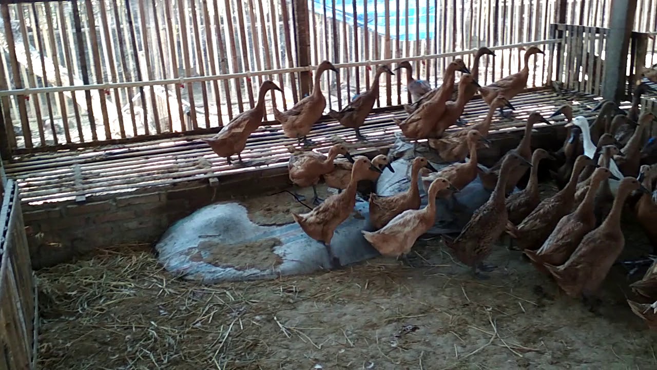 KANDANG BEBEK PETELUR MODEREN 