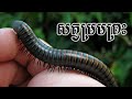 ម្រើមម្រះ ឬ ម្រមព្រះ | Millipede | Thou