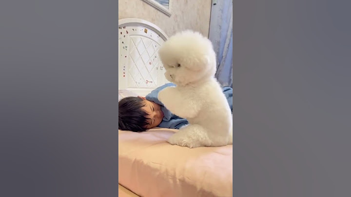 Chó Poodle Thông Minh #chó #dog #chocanh #chopoodle #chópoodle #pet