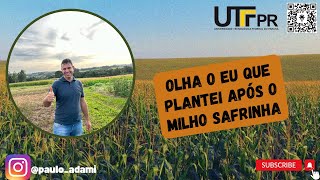 Opção cultivo após milho safrinha