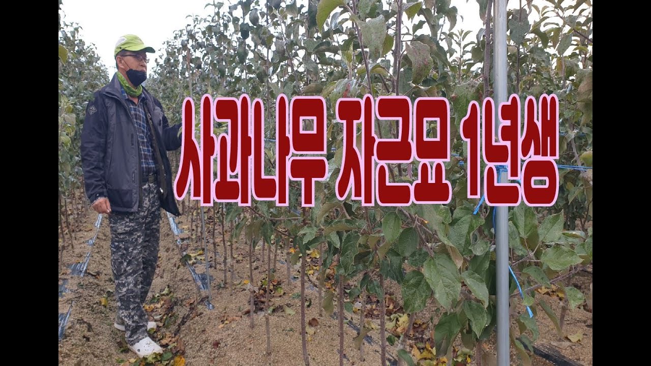 사과나무 자근묘 1년생이  2년생 묘목과 덩치로 맞짱을 뜨고 싶은가 봅니다