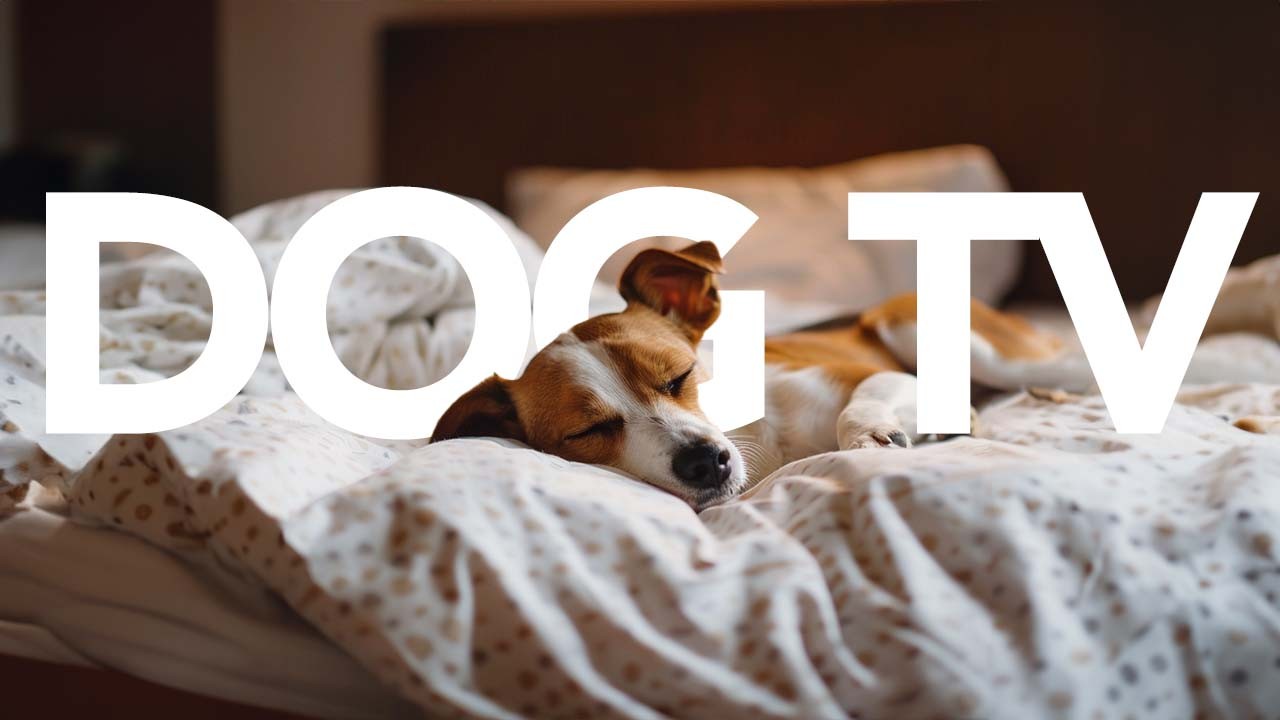 Dog TV Virtual Hiking and Walking Video for Dogs to Watch GoPro TV