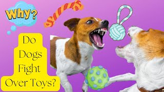Why Do Dogs Fight Over Toys?