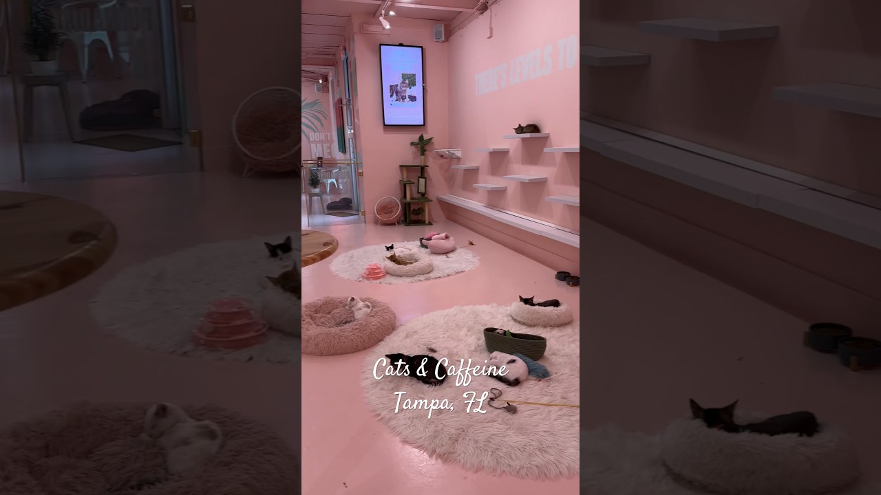 Cats & Caffeine 📍Tampa, FL. 
