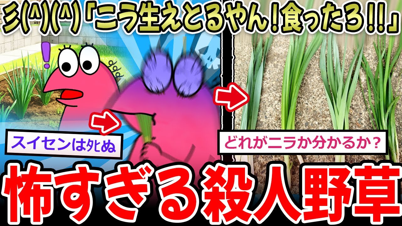 【殺人野草】彡(^)(^)「ニラ生えとる！食ったろ‼」→ｳﾞｫｴｴｪｯ!!ﾋﾞﾁﾋﾞﾁﾌﾞﾘﾌﾞﾘｯ!!食中毒で救急搬送へ…【2ch面白いスレ】