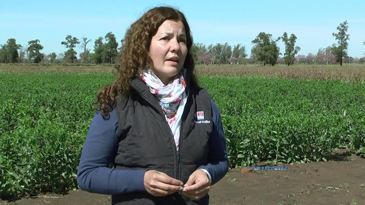 Cártamo: una fuente de aceite vegetal comestible.
