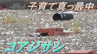 コアジサシの子育て真っ最中