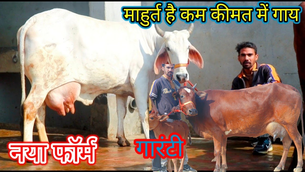 मुहूर्त है कम कीमत में गाय 🎁20 किलो दूध गारंटी वाला ✅ घी वाली देसी ✨ गाय मात्र 35000₹ में खरीदो 😀