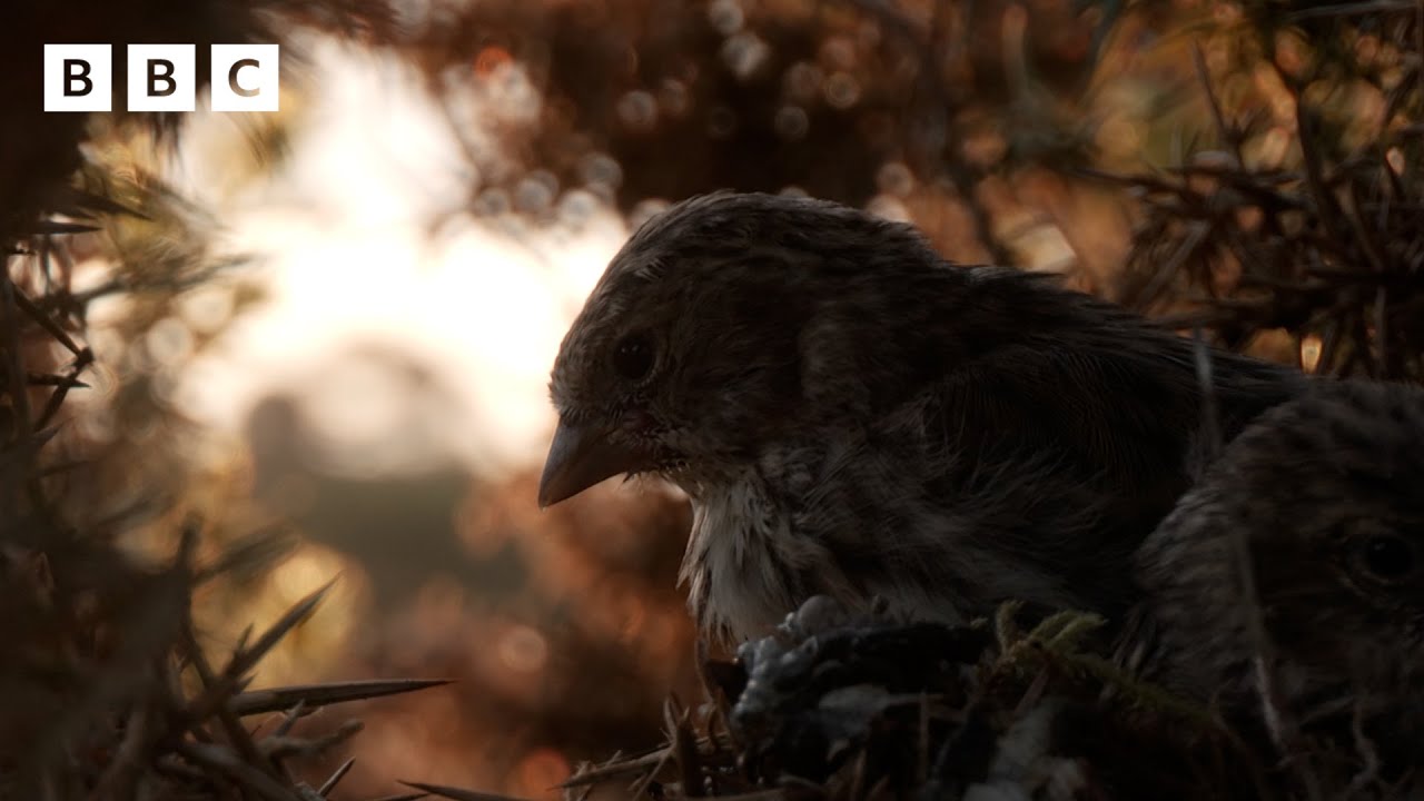 🔴 LIVE wildlife cameras 🐣 3 June 🌺 BBC Springwatch 2024