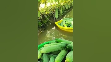 Smart technique of cultivating cucumbers on water #shorts