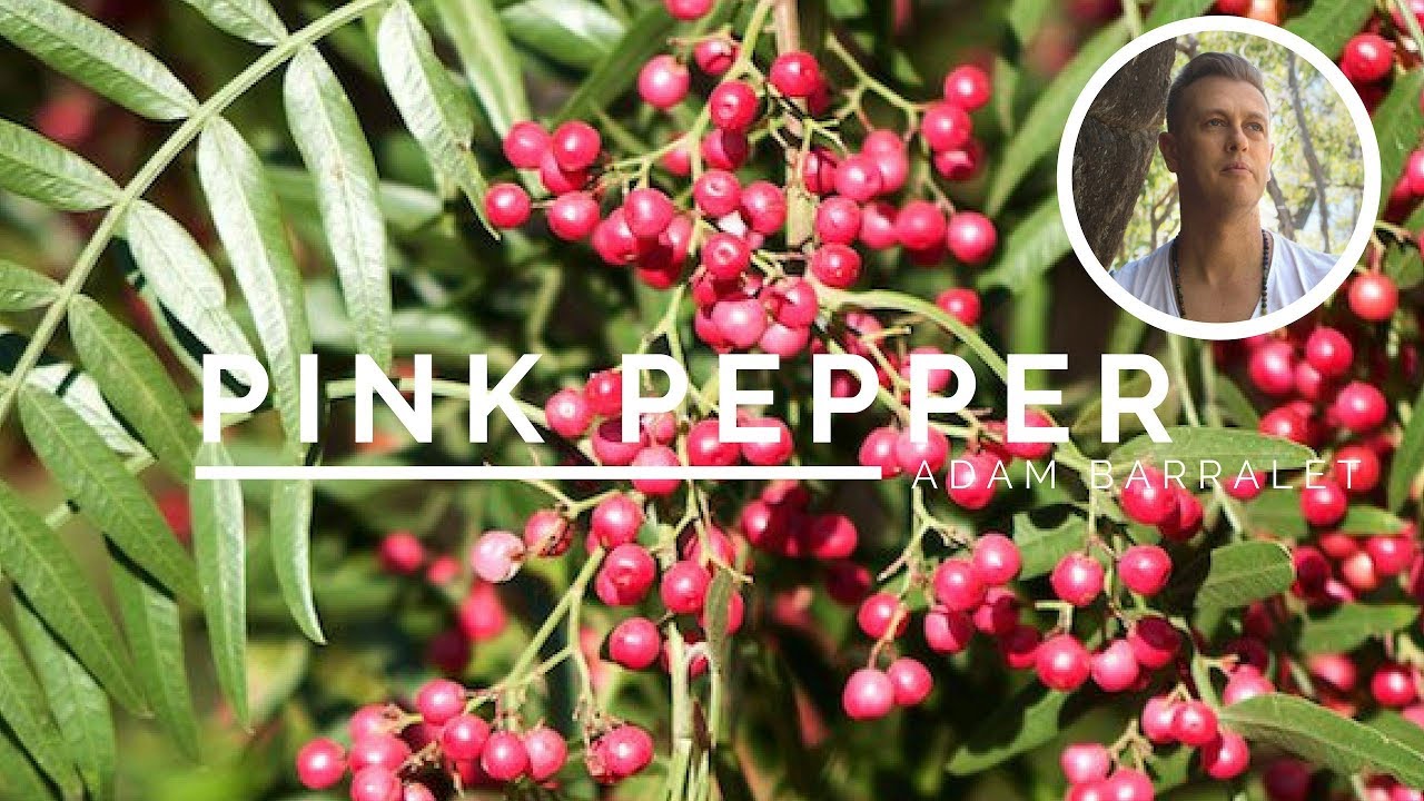 Pink Pepper - The Oil of True Love