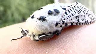 Wood Leopard Moth