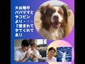 #ohtanisyohei #baby #大谷翔平選手　#真美子さん #赤ちゃん #デコピン #子育て