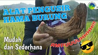 Alat Sederhana Pengusir Hama Burung di Sawah | Sekolah Alam Pacitan