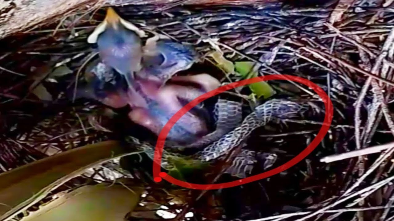 The mother bird, myna, brings food for the baby to eat while the snake