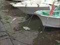 増水後、さかなが・・・ The fish is strange.
