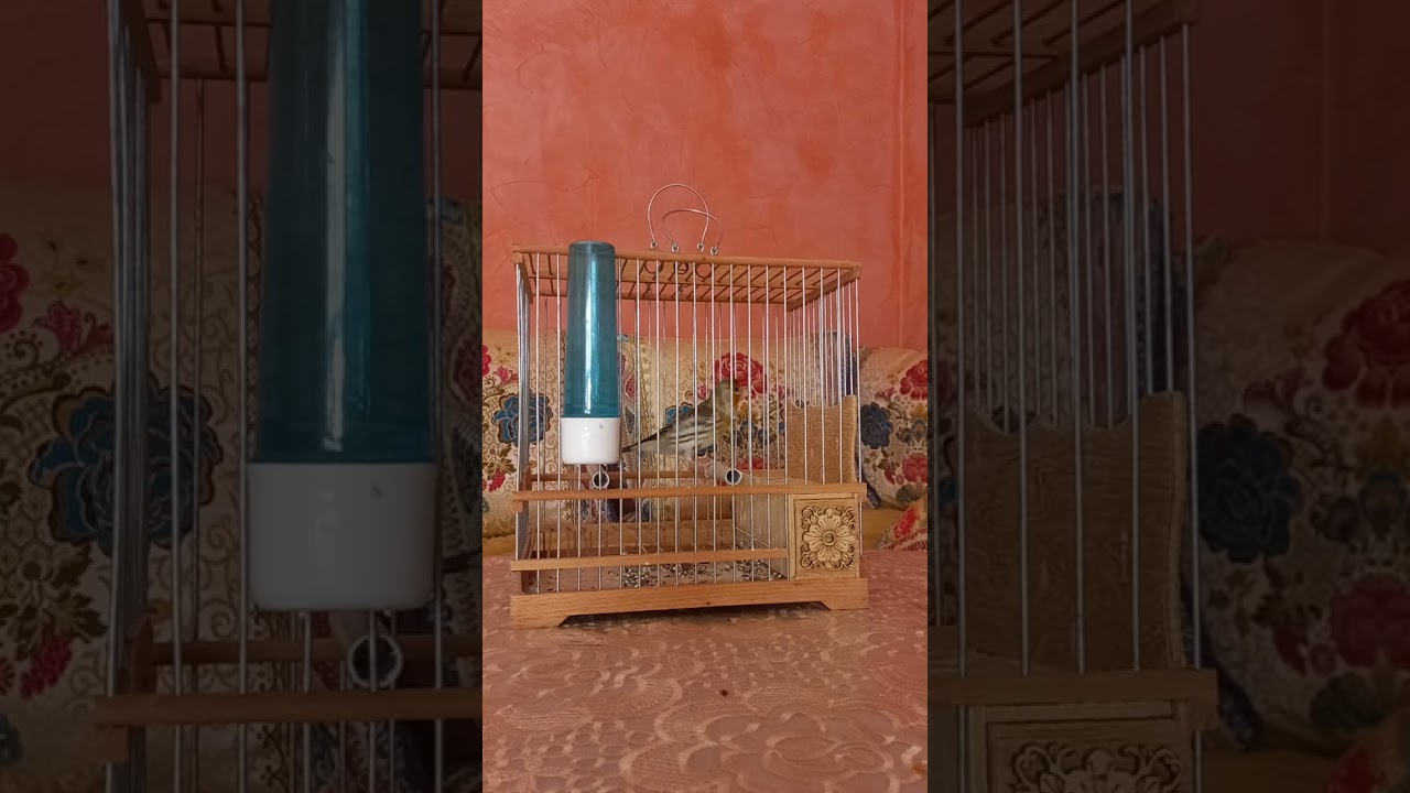 توليعة  خفيفة هدية لكل صديق  تحياتي 💚🩵💙🐟🐟