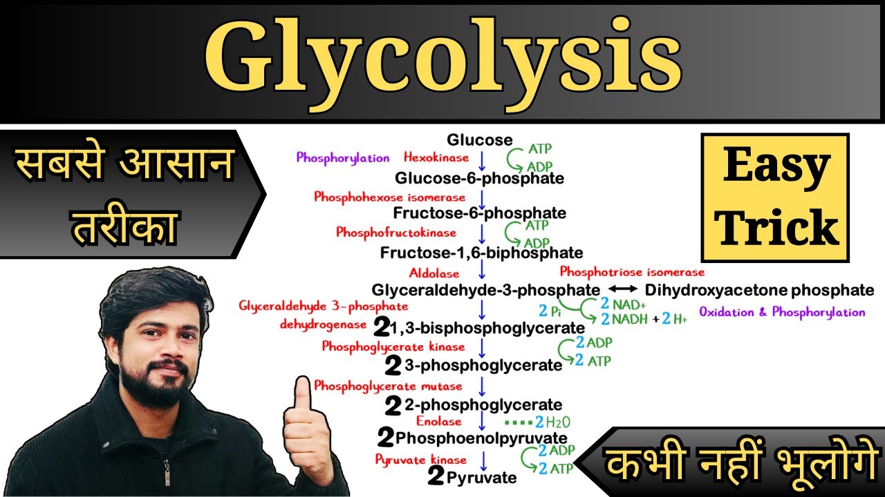Glycolysis Cycle Easy Trick | Glycolysis Pathway | Carbohydrate Metabolism in Hindi | Biochemistry