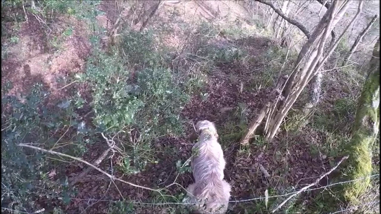 Caza Menor en Asturias, Perros trabajando levantan 2 Arceas, Asturias Paraíso Natural