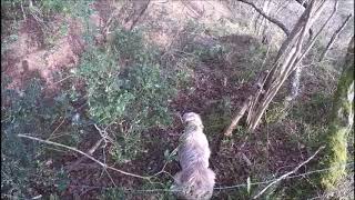 Caza Menor en Asturias, Perros trabajando levantan 2 Arceas, Asturias Paraíso Natural