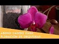 Abono casero para la Floración de Orquídeas alto en potasio || Orquiplanet