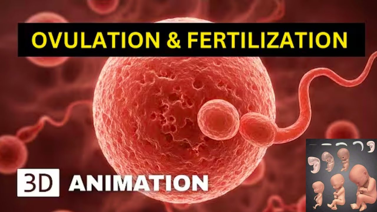 Fertilization conception process in 3D animation / conception explained ...