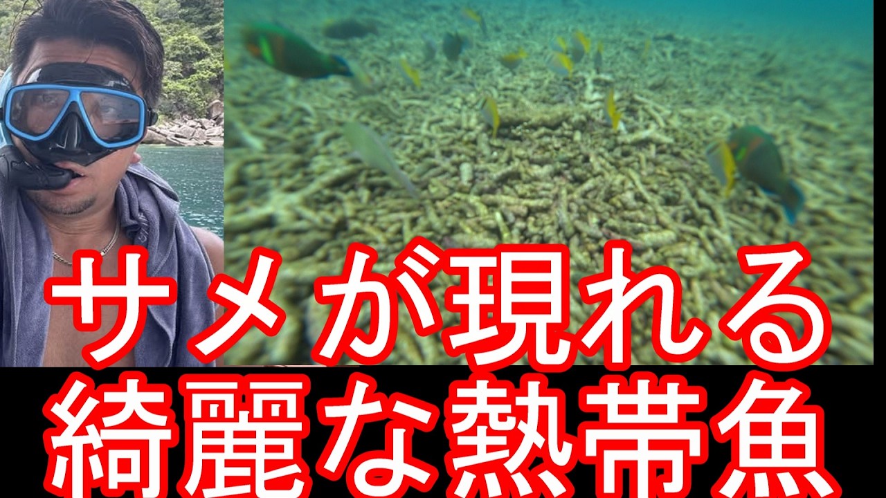 【水中撮影】タイのタオ島でシュノーケリング堪能①綺麗な海！珊瑚礁と熱帯魚！バンコクに戻る前にクラビ、サムイ島、パンガン島と共に周遊Snorkeling in Tao island,Thailand