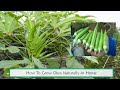 How To Grow Okra Naturally At Home